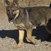 Red female - Jasmine, a female German Shepherd Dog for sale in Rush Springs, OK – Photo 3 of 10