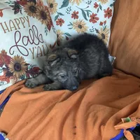 Red female - Jasmine, a female German Shepherd Dog for sale in Rush Springs, OK – Photo 5 of 10