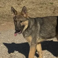 Red female - Jasmine, a female German Shepherd Dog for sale in Rush Springs, OK – Photo 6 of 10