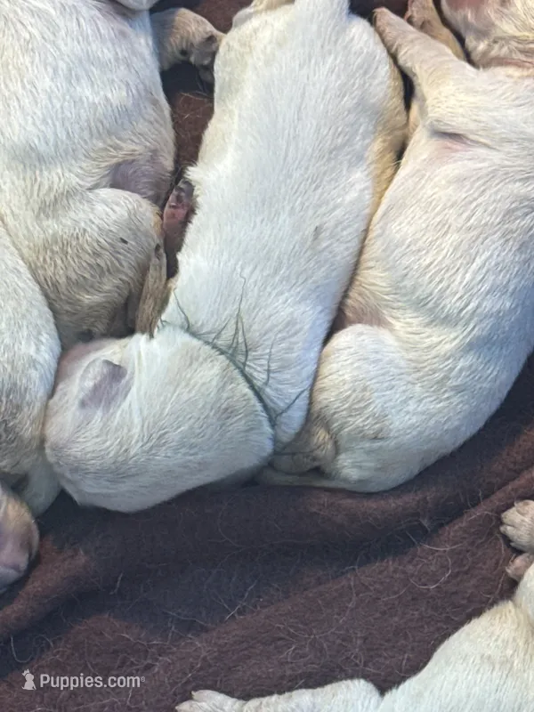 Lt Green male - Lindy  – English Cream Golden Retriever puppy for sale in Rush Springs, OK
