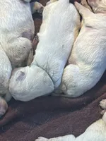 Lt Green male - Lindy , a male English Cream Golden Retriever for sale in Rush Springs, OK – 1 of 9