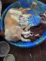 Orange female -Lindy , a female English Cream Golden Retriever for sale in Rush Springs, OK – 5 of 7