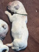 Green male , a male English Cream Golden Retriever for sale in Rush Springs, OK – 1 of 9