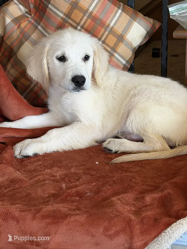 Blue male -Lindy  – English Cream Golden Retriever puppy for sale in Rush Springs, OK