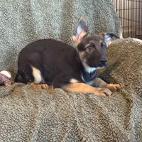 Purple Male - Jasmine, a male German Shepherd Dog for sale in Rush Springs, OK – Photo 2 of 8