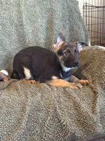 Purple Male - Jasmine, a male German Shepherd Dog for sale in Rush Springs, OK – Photo 2 of 8