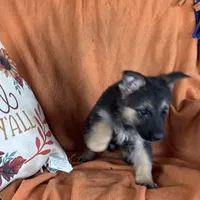 Purple Male - Jasmine, a male German Shepherd Dog for sale in Rush Springs, OK – Photo 5 of 8