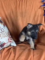 Purple Male - Jasmine, a male German Shepherd Dog for sale in Rush Springs, OK – Photo 5 of 8