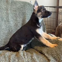 Purple Male - Jasmine, a male German Shepherd Dog for sale in Rush Springs, OK – Photo 3 of 8