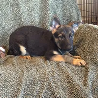 Purple Male - Jasmine, a male German Shepherd Dog for sale in Rush Springs, OK – Photo 1 of 8