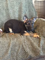 Purple Male - Jasmine, a male German Shepherd Dog for sale in Rush Springs, OK – Photo 1 of 8