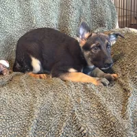 Purple Male - Jasmine, a male German Shepherd Dog for sale in Rush Springs, OK – Photo 4 of 8