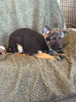 Purple Male - Jasmine, a male German Shepherd Dog for sale in Rush Springs, OK – Photo 4 of 8