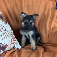 Purple Male - Jasmine, a male German Shepherd Dog for sale in Rush Springs, OK – Photo 8 of 8