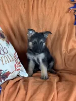 Purple Male - Jasmine, a male German Shepherd Dog for sale in Rush Springs, OK – Photo 8 of 8