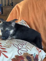 Purple Male - Jasmine, a male German Shepherd Dog for sale in Rush Springs, OK – Photo 6 of 8