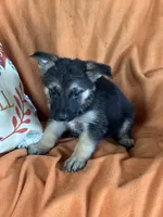 Purple Male - Jasmine, a male German Shepherd Dog for sale in Rush Springs, OK – Photo 7 of 8