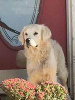 Pink Female -Lindy , a female English Cream Golden Retriever for sale in Rush Springs, OK – 9 of 10