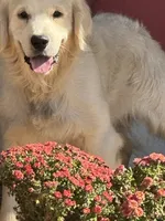 Purple Male- Lindy , a female English Cream Golden Retriever for sale in Rush Springs, OK – 5 of 8