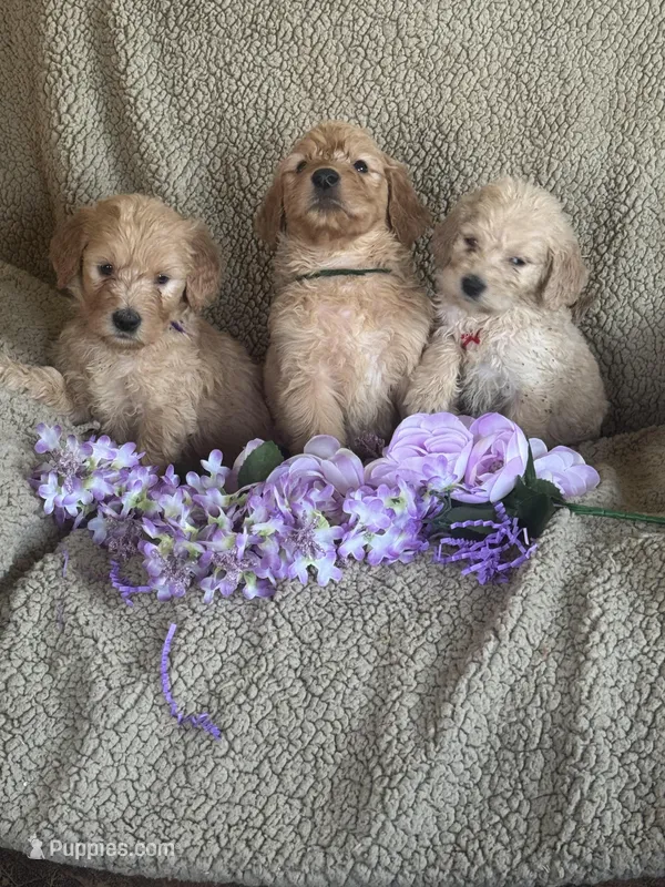 Gorgeous Medium Doodle, a female Miniature Goldendoodle for sale in Rush Springs, OK – Photo 1 of 1