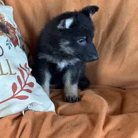 Yellow female- Jasmine, a female German Shepherd Dog for sale in Rush Springs, OK – Photo 9 of 10