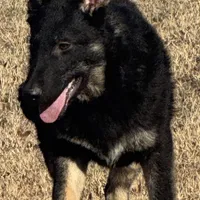 Yellow female- Jasmine, a female German Shepherd Dog for sale in Rush Springs, OK – Photo 2 of 10