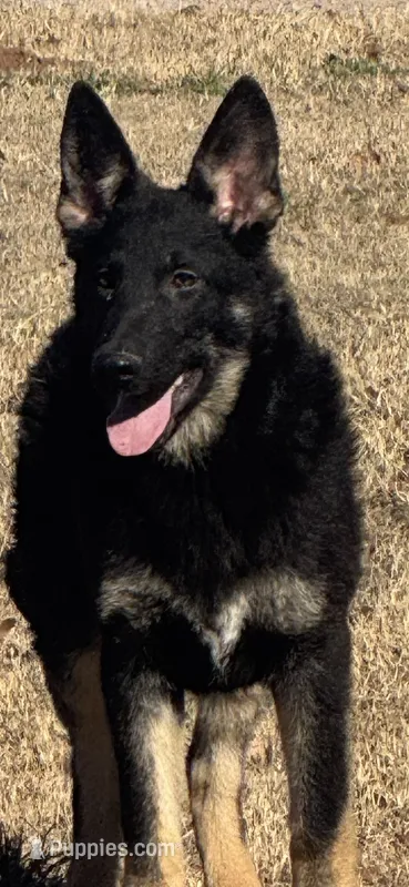 Yellow female- Jasmine