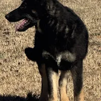 Yellow female- Jasmine, a female German Shepherd Dog for sale in Rush Springs, OK – Photo 4 of 10