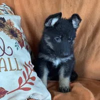Yellow female- Jasmine, a female German Shepherd Dog for sale in Rush Springs, OK – Photo 6 of 10