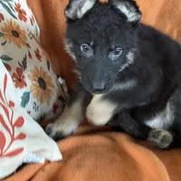 Yellow female- Jasmine, a female German Shepherd Dog for sale in Rush Springs, OK – Photo 10 of 10