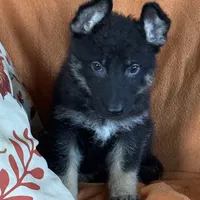Yellow female- Jasmine, a female German Shepherd Dog for sale in Rush Springs, OK – Photo 7 of 10
