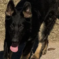 Yellow female- Jasmine, a female German Shepherd Dog for sale in Rush Springs, OK – Photo 5 of 10