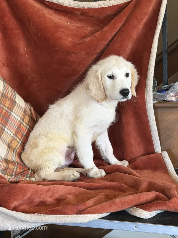 Purple Male- Lindy  – English Cream Golden Retriever puppy for sale in Rush Springs, OK