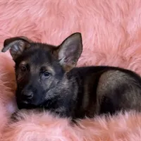 Blue sable male, a male German Shepherd Dog for sale in Rush Springs, OK – Photo 4 of 6