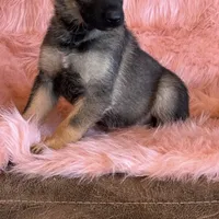 Blue sable male, a male German Shepherd Dog for sale in Rush Springs, OK – Photo 3 of 6