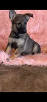 Blue sable male, a male German Shepherd Dog for sale in Rush Springs, OK – Photo 3 of 6