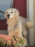 Red female- Lindy , a female English Cream Golden Retriever for sale in Rush Springs, OK – 9 of 9