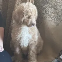 Apricot Medium doodles, a male Miniature Goldendoodle for sale in Rush Springs, OK – Photo 4 of 6