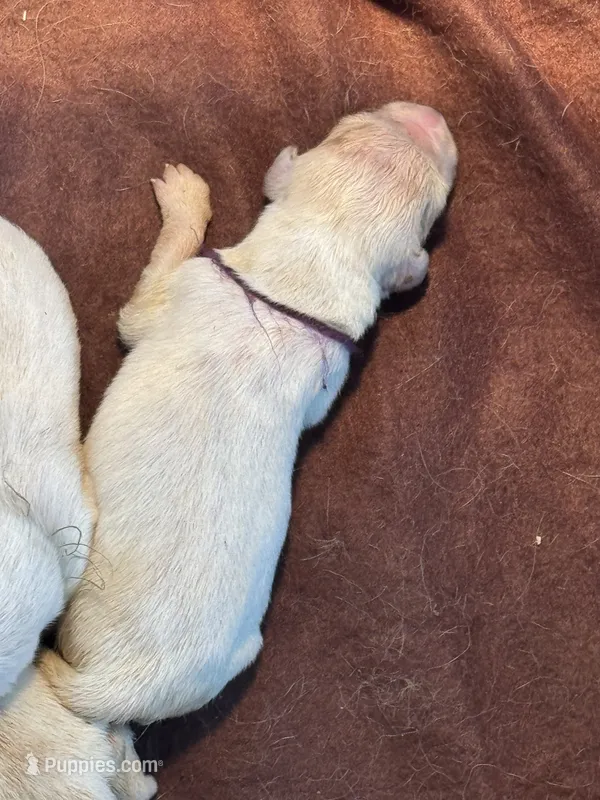 Purple Male- Lindy  – English Cream Golden Retriever puppy for sale in Rush Springs, OK