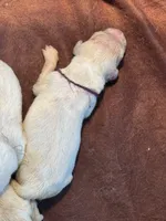 Purple Male- Lindy , a female English Cream Golden Retriever for sale in Rush Springs, OK – 1 of 8