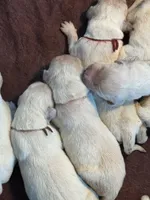 Blue male Lindy , a male English Cream Golden Retriever for sale in Rush Springs, OK – 2 of 4