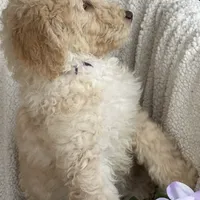 Gorgeous Creme Apricot, a male Goldendoodle for sale in Rush Springs, OK – Photo 8 of 10