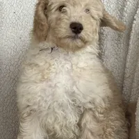 Gorgeous Creme Apricot, a male Goldendoodle for sale in Rush Springs, OK – Photo 6 of 10