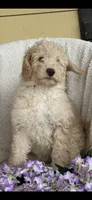 Gorgeous Creme Apricot, a male Goldendoodle for sale in Rush Springs, OK – Photo 6 of 10