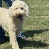 Gorgeous Creme Apricot, a male Goldendoodle for sale in Rush Springs, OK – Photo 3 of 10