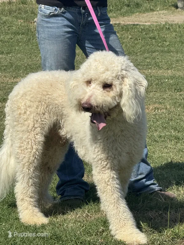 Gorgeous Creme Apricot