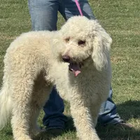 Gorgeous Creme Apricot, a male Goldendoodle for sale in Rush Springs, OK – Photo 1 of 10