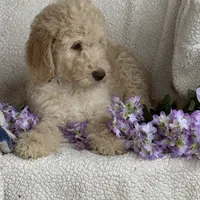 Gorgeous Creme Apricot, a male Goldendoodle for sale in Rush Springs, OK – Photo 5 of 10