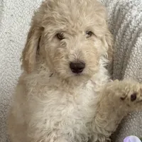 Gorgeous Creme Apricot, a male Goldendoodle for sale in Rush Springs, OK – Photo 7 of 10