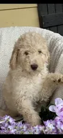Gorgeous Creme Apricot, a male Goldendoodle for sale in Rush Springs, OK – Photo 7 of 10